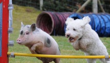 Louie, porcusorul care se crede caine! FOTO