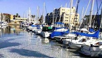 Milioane de pesti morti in portul King Harbor, California din cauze necunoscute