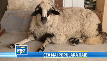Oaia care se crede caine. O cheama Fetita, doarme in pat si isi insoteste stapanul la carciuma si la serviciu!