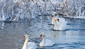 Un lac din Bistrita a devenit a doua casa pentru lebedele ramase aici peste iarna. 