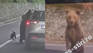 Momentul în care un turist este atacat de un urs, pe Transfăgărășan. Imaginile surprinse de martori