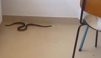 Un șarpe a fost filmat pe holurile unui spital din Olt