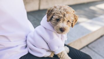 (P) Alege Hăinuțe pentru Căței și Paturi de Vis pentru Pisici- Accesorii Călduroase și Stilate pentru Prietenii Noștri Blănoși