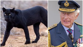Pantera neagră a ajuns la Regele Charles? Un animal sălbatic cu semnalmentele ei, depistat pe proprietatea monarhului Marii Britanii