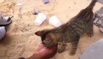 Partea nevazuta a razboiului: un luptator libian hraneste o pisicuta! VIDEO