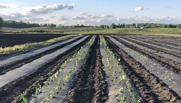 (P) De la semințe de roșii la răsaduri de roșii – pas cu pas către o salată gustoasă!