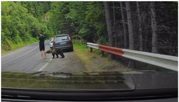Scene tensionate pe Transfăgărășan: un turist, la un pas de a fi atacat de urs