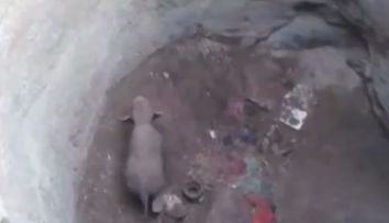 Un pui de elefant a cazut intr-o groapa adanca de 10 metri. Reactia oamenilor care l-au descoperit, emotionanta