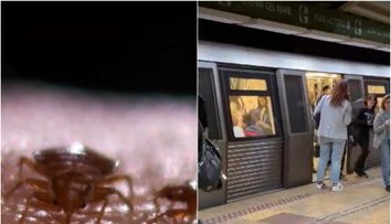 Ploșnițele au invadat metroul din București. Călătorii ar putea pleca cu insectele acasă: „Avem şi anumite poze că angajații au fost deja ciupiţi”