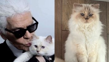 Cea mai bogată pisică din lume a rămas fără moștenire. Choupette, felina lui Karl Lagerfeld, nu a primit niciun ban din averea designerului