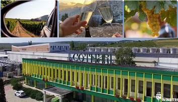 Wine Trips România | Acasă la vinul de Cotnari, unul dintre cele mai apreciate branduri românești