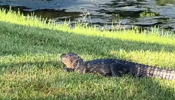 Momentul ireal când o femeie aruncă cu papucul într-un aligator! Reacția neașteptată a bestiei VIDEO viral