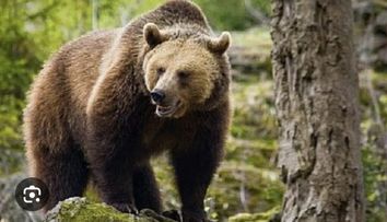 O turistă de 19 ani a fost sfâşiată şi ucisă de un urs pe Jepii Mici: 