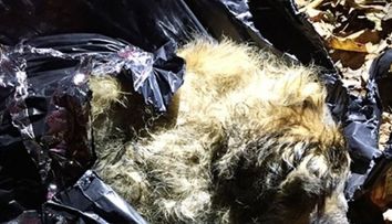 A fost abandonat intr-un sac de gunoi in padure, dar a avut noroc. Ce s-a intamplat cu acest caine