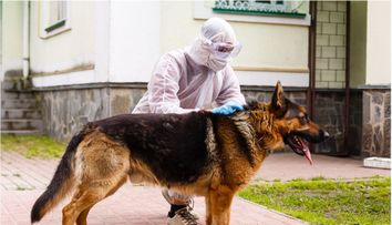 Se antrenează câini pentru detectarea noului coronavirus! Cum funcționează metoda și ce rezultate are