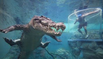 Parcul de distracții unde turiștii pot înota alături de crocodili, într-o cușcă de sticlă