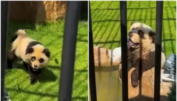 Urșii panda au început să... latre! O nouă gradină zoologică a vopsit câini ca să arate ca panda, iar vizitatorii sunt furioși