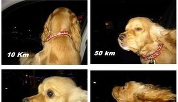 Cum face un caine in masina la 10 km pe ora si cum <span style=