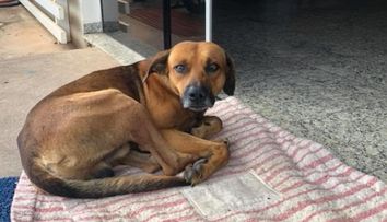 Un caine si-a asteptat stapanul timp de 4 luni in fata unui spital. Ce s-a intamplat cu patrupedul cand barbatul a murit