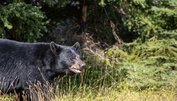 Un luptător MMA, în vârstă de 27 de ani, a murit după ce a fost atacat de urs