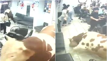 Un taur de 1,5 tone a dat buzna într-o frizerie! Momentul șocant, surprins pe camerele de supraveghere