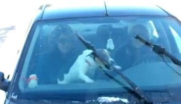 Cainele care nu suporta stergatoarele. Vezi cum face! VIDEO
