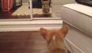 Reactia unui catel care se vede pentru prima data intr-o oglinda. Uite cat de adorabil este: VIDEO