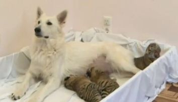 O catelusa din Rusia a adoptat trei pui de tigru. VIDEO