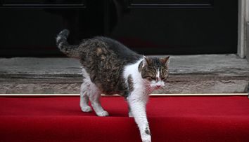 Larry, motanul oficial al guvernului Marii Britanii, a împlinit 19 ani! A dat mâna cu Obama și a păzit șase prim-miniști. Reacția fanilor: ”Tu ești adevăratul rege”