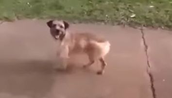 A refuzat sa isi paraseasca stapanul bolnav. Dovada de devotament a unui caine te va impresiona profund - VIDEO