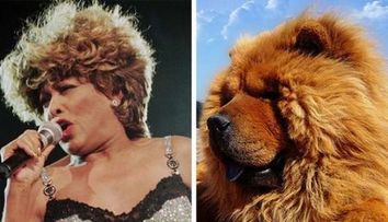 Tina Turner arata ca un Chow Chow! Vedetele si corespondetii lor din randul animalelor. GALERIE FOTO