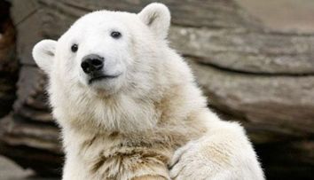 Curiozitati: Knut, ursul sfarma-inimi, hartuit de trei femele!