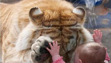 Un moment care te lasa fara cuvinte. Reactia emotionanta a unui tigru cand un bebelus se apropie de el: FOTO