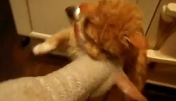 Vezi cum ia un miel bataie de la o pisica! VIDEO