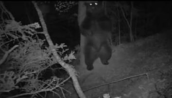 N-o sa-ti vina sa crezi ce fac animalele noaptea in padure! (VIDEO)