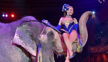 Ce se intampla cu animalele de la circ in Marea Britanie