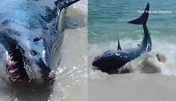 VIDEO! Momentul în care 4 bărbați salvează un rechin Mako, eșuat pe plajă: „Uitați-vă la dinții ăia!”
