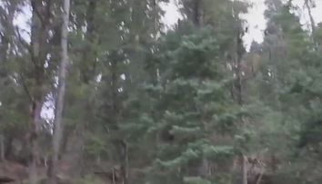 A lasat camera video pornita in timpul unei plimbari prin padure. Ce a observat cand s-a uitat la filmare