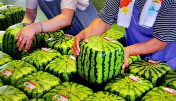 Unde crezi ca s-au inventat pepenii patrati? Vezi cu cat s-a vandut primul pepene patrat