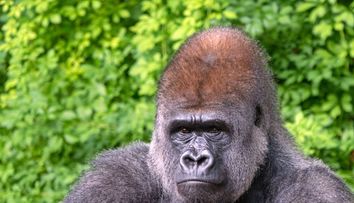 (P) King Kong a împlinit venerabila vârstă de 90 de ani