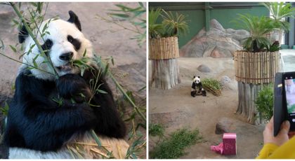 Lumi și Pyry vor fi trimiși înapoi în China. Motivul pentru care o grădină zoologică din Finlanda renunță la cei doi urși panda gigant