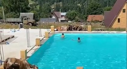 Un video în care o vacă sare în piscină a devenit viral. Ce s-a întâmplat cu animalul