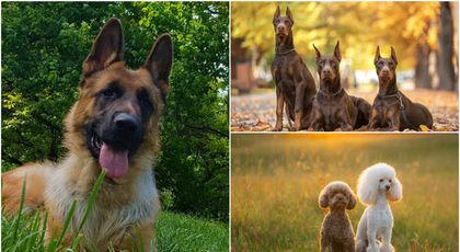 Top 5 cei mai inteligenți câini din lume. Cum să-ți alegi cel mai bun prieten în funcție de personalitate