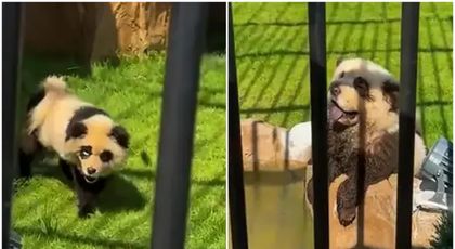 Urșii panda au început să... latre! O nouă gradină zoologică a vopsit câini ca să arate ca panda, iar vizitatorii sunt furioși