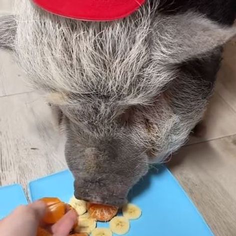 porc1