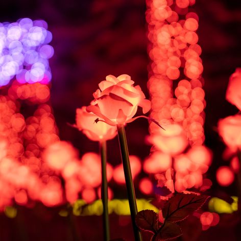 GARDEN OF LIGHTS-273