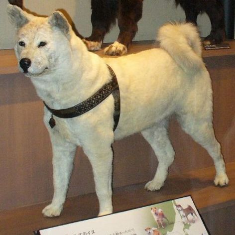 Hachiko impaiat