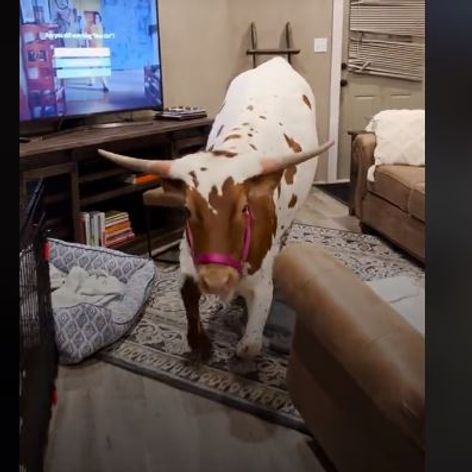 vaca1