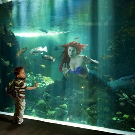 Ariel din 
