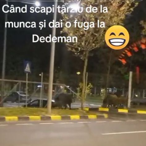 mistreri1
